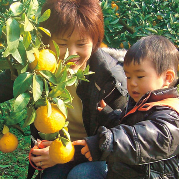 収穫体験農園ふたつぼり　みかん狩り＋ジャム作り体験　２名様