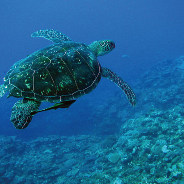 ＮＰＯ法人日本ウミガメ協議会　チャリティーギフト