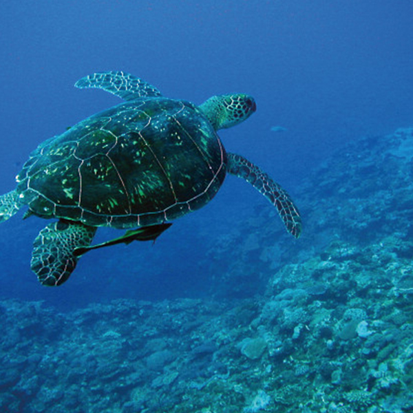 ＮＰＯ法人日本ウミガメ協議会　チャリティーギフト