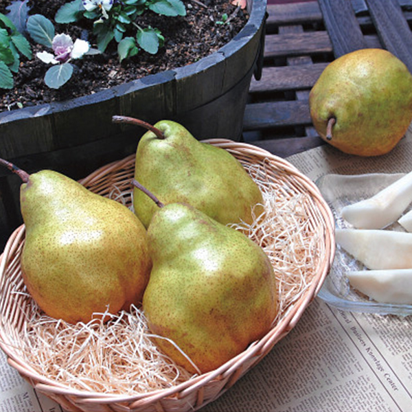 山形県産　シルバーベル（５ｋｇ）