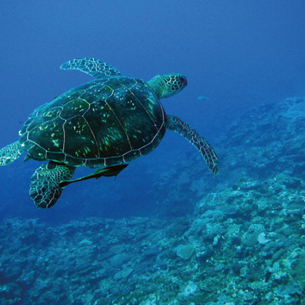 ＮＰＯ法人日本ウミガメ協議会　チャリティーギフト