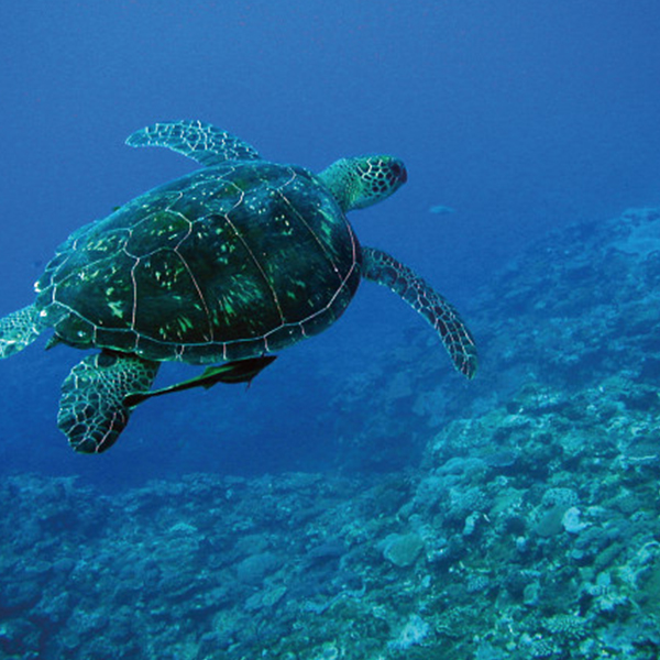ＮＰＯ法人日本ウミガメ協議会　チャリティーギフト