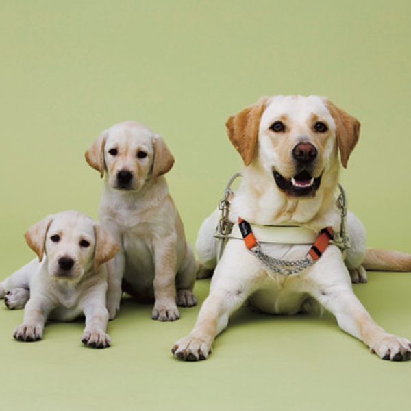 日本盲導犬協会　チャリティーギフト