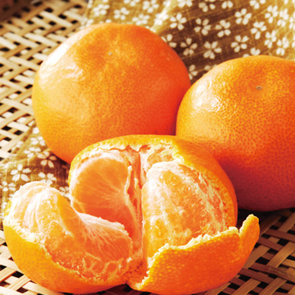 和歌山　早生みかん（２ｋｇ）