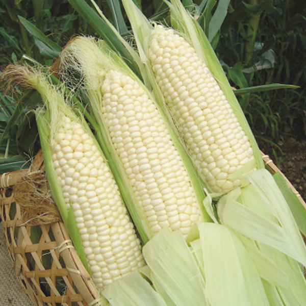 北海道産　ホワイトコーン（４本）