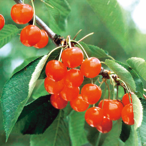 山形産　さくらんぼ（６００ｇ）