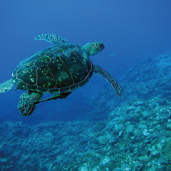 ＮＰＯ法人日本ウミガメ協議会　チャリティーギフト