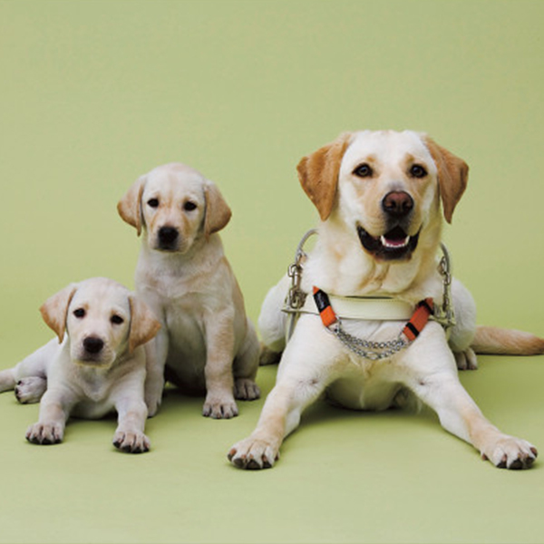 日本盲導犬協会　チャリティーギフト