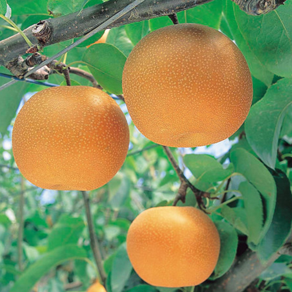季節の梨（５ｋｇ）