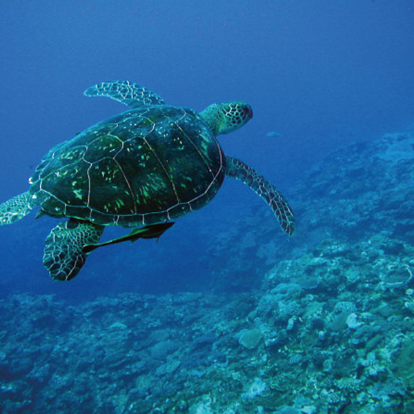 ＮＰＯ法人日本ウミガメ協議会　チャリティーギフト　ＡＢＯ