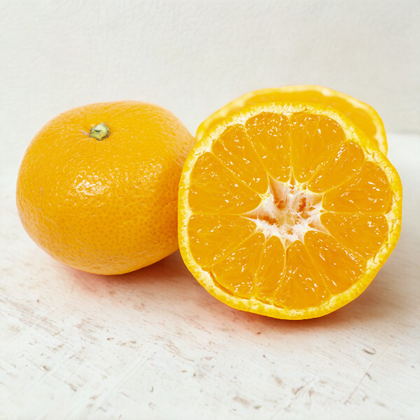 静岡県産　三ヶ日みかん（青島）