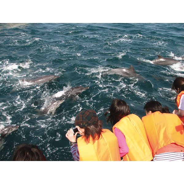 イルカマリンワールド　イルカウォッチング　子供１名様