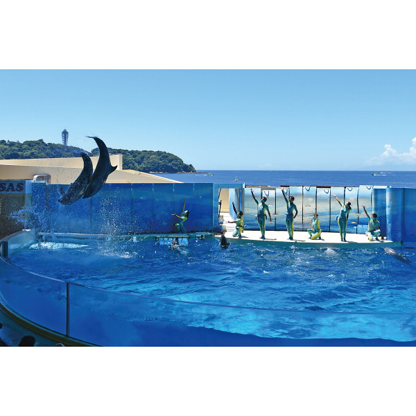 新江ノ島水族館　入場券　大人１名様＋幼児１名様