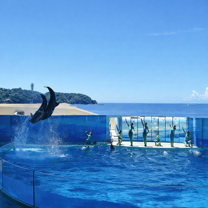 新江ノ島水族館 入場券 大人１名様＋幼児１名様
