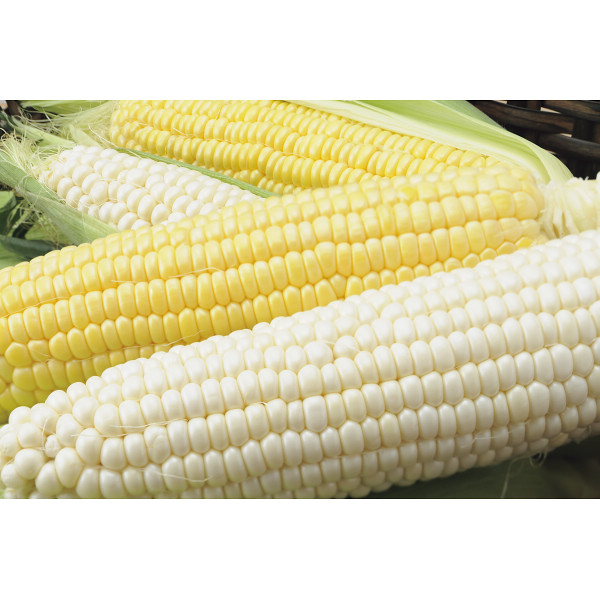 北海道産ホワイトコーン＆北海道産ゴールドコーンセット