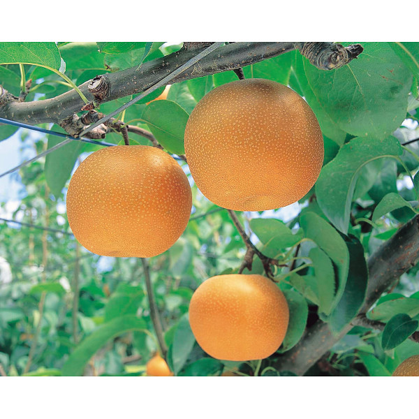 季節の梨(４ｋｇ)