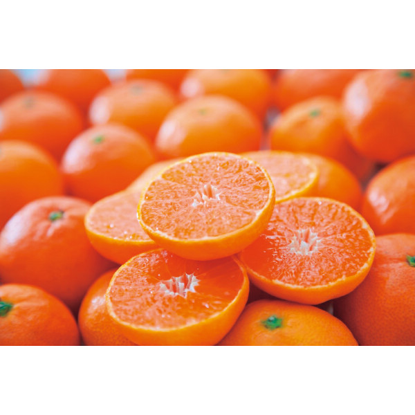 愛媛県西宇和産　温州みかん（３ｋｇ）