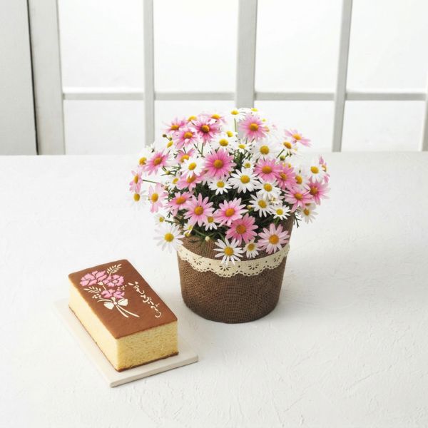 4/30まで申し込み可　【母の日専用】長﨑堂　母の日カステーラとマーガレット鉢植さくらべーる５号のセット