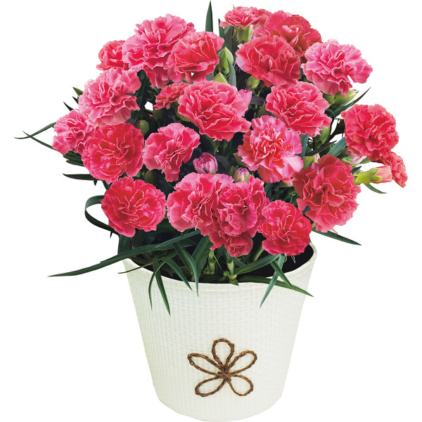 4/30まで申し込み可　【母の日専用】ゴディバあまおう苺クッキーとカーネーション鉢植えピンク系４号セット