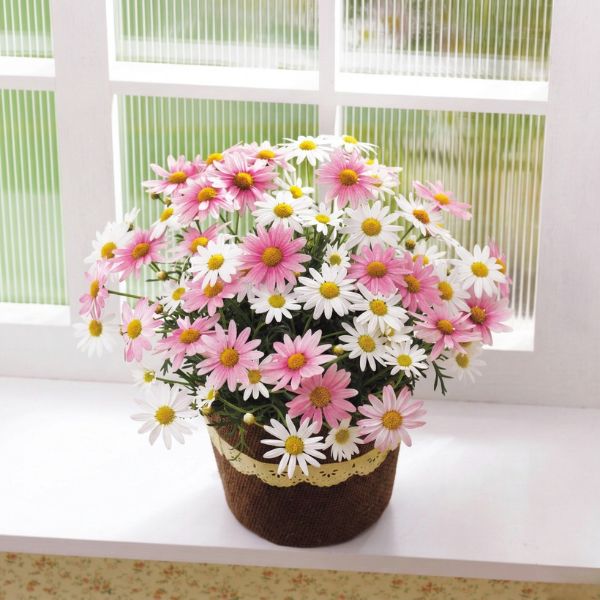 4/30まで申し込み可　【母の日専用】マーガレット鉢植え「さくらべーる」５号