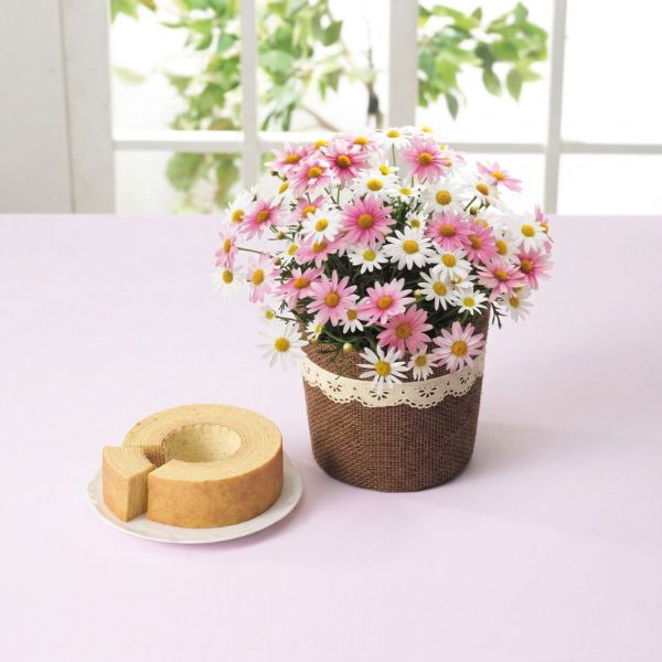4/30まで申し込み可　【母の日専用】バウムクーヘンとマーガレット鉢植え「さくらべーる」５号のセット