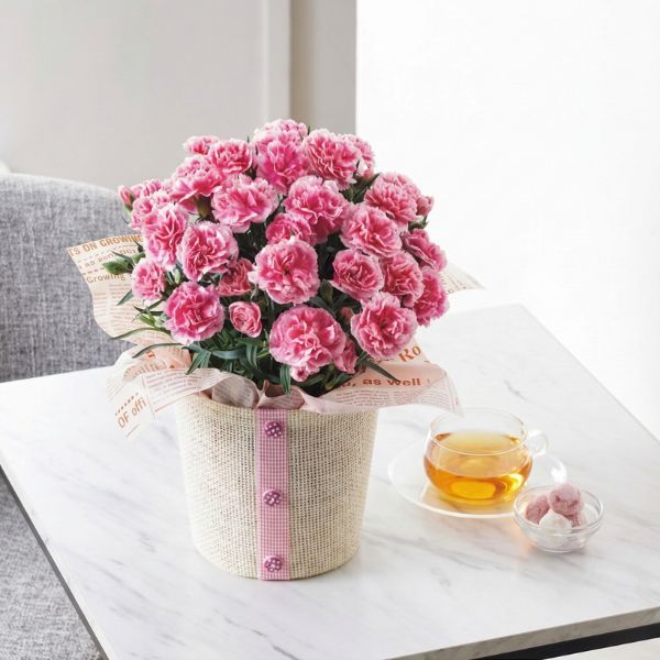 4/30まで申し込み可　【母の日専用】カーネーション鉢植え「ティーパーティ」５号