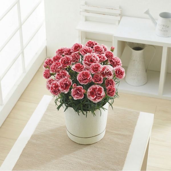 4/30まで申し込み可　【母の日専用】カーネーション鉢植え「いちごホイップ」５号