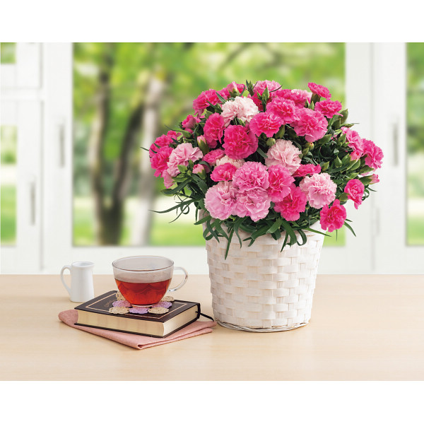 4/30まで申し込み可　【母の日専用】ホシファーム　カーネーション鉢植え「ホットハート」５号