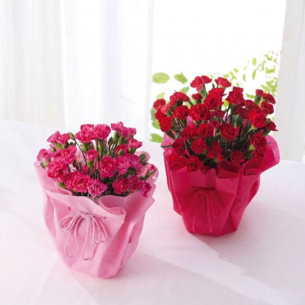 5/17まで申し込み可　【母の日専用】カーネーション鉢植え