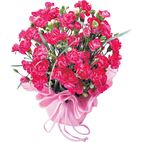 5/17まで申し込み可　【母の日専用】カーネーション鉢植え