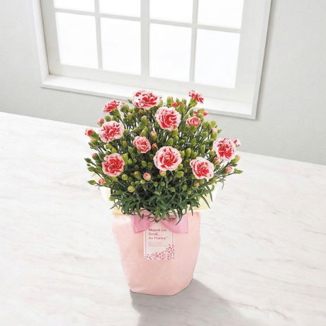 4/30まで申し込み可　【母の日専用】カーネーション鉢植え「いちごホイップ」５号