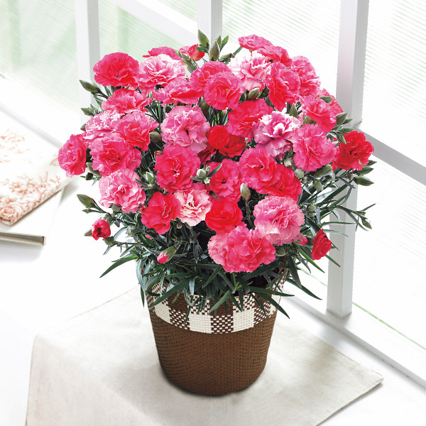 4/30まで申し込み可　【母の日専用】カーネーション鉢植え「さくらもなか」５号