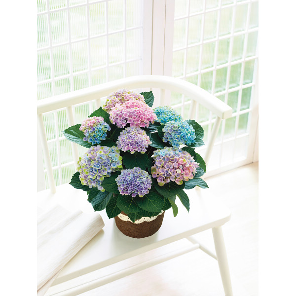 4/30まで申し込み可　【母の日専用】アジサイ鉢植え　マジカルレボリューション　レインボー