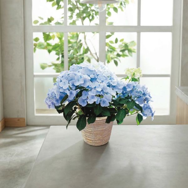 4/30まで申し込み可　【母の日専用】アジサイ　ラグランジア　クリスタルヴェール２