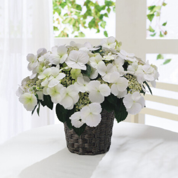 4/30まで申し込み可　【母の日専用】アジサイ　ラグランジア　ブライダルシャワー