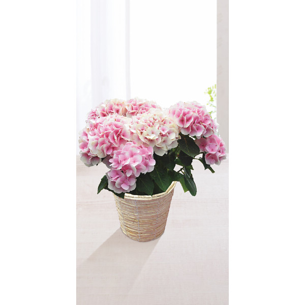 4/30まで申し込み可　【母の日専用】アジサイ鉢植え　コットンキャンディ