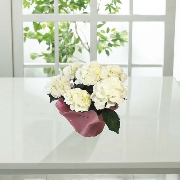 4/30まで申し込み可　【母の日専用】アジサイ鉢植え　アイスベア