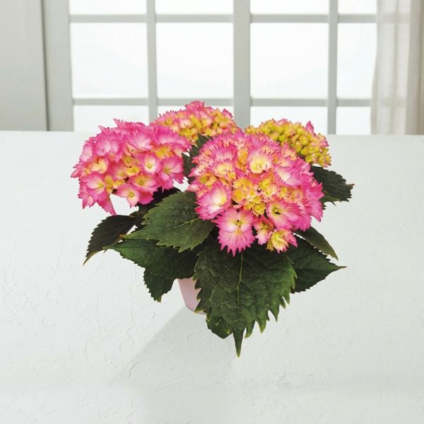 4/30まで申し込み可　【母の日専用】アジサイ鉢植え　星なでしこ