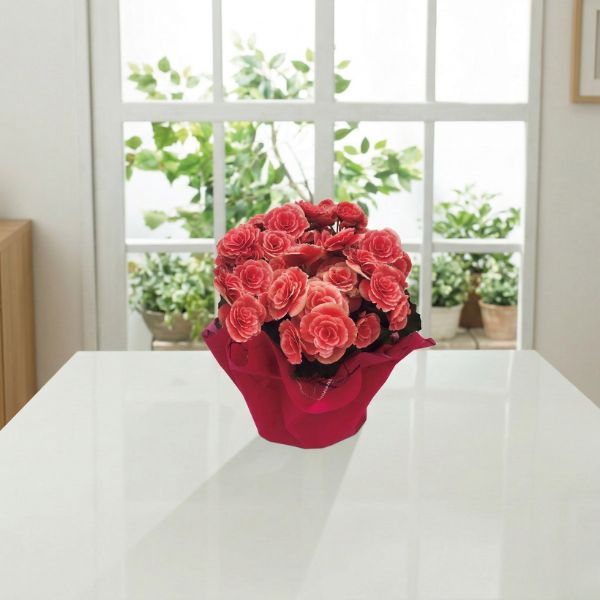 5/17まで申し込み可　【母の日専用】八重咲ベゴニア鉢植え　母里明日（ボリアス）