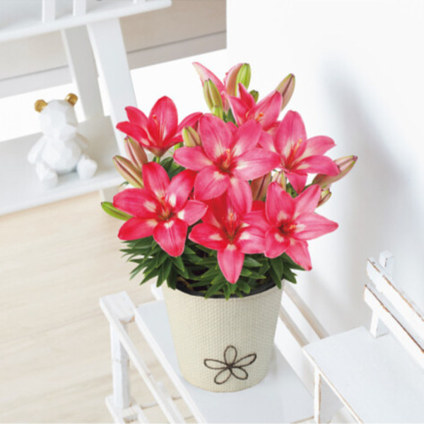 4/30まで申し込み可　【母の日専用】ユリ鉢植え　ロザリン