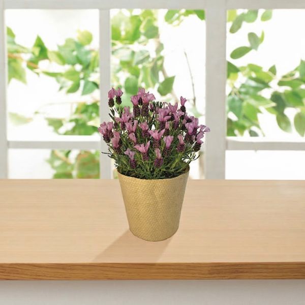 5/17まで申し込み可　【母の日専用】フレンチラベンダー鉢植え