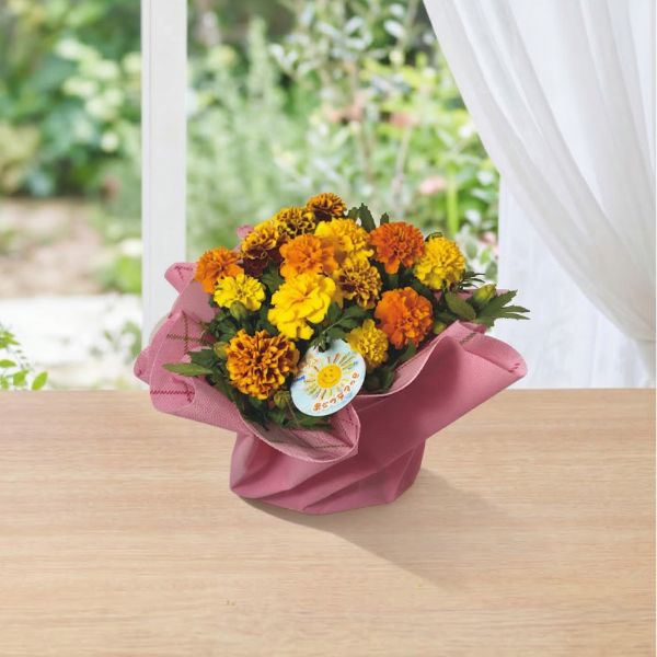 5/17まで申し込み可　【母の日専用】マリーゴールド鉢植え　おひさまブーケ