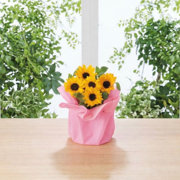 5/17まで申し込み可　【母の日専用】ひまわり鉢植え「サンリッチオレンジ」