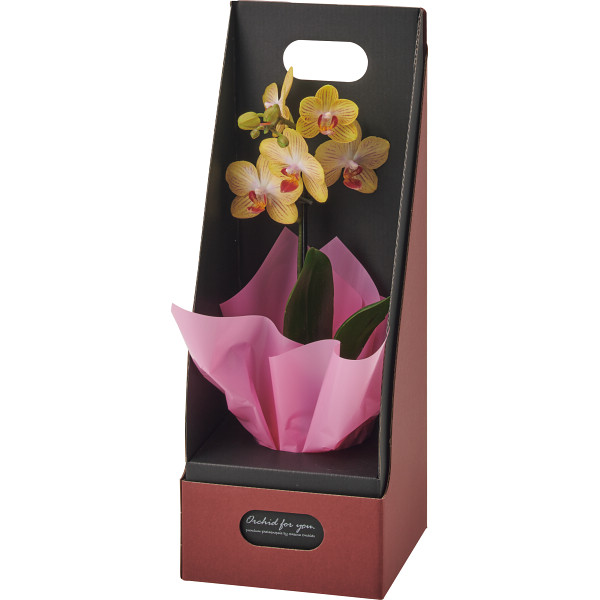 5/17まで申し込み可　【母の日専用】マイクロ胡蝶蘭（ギフトボックス入）