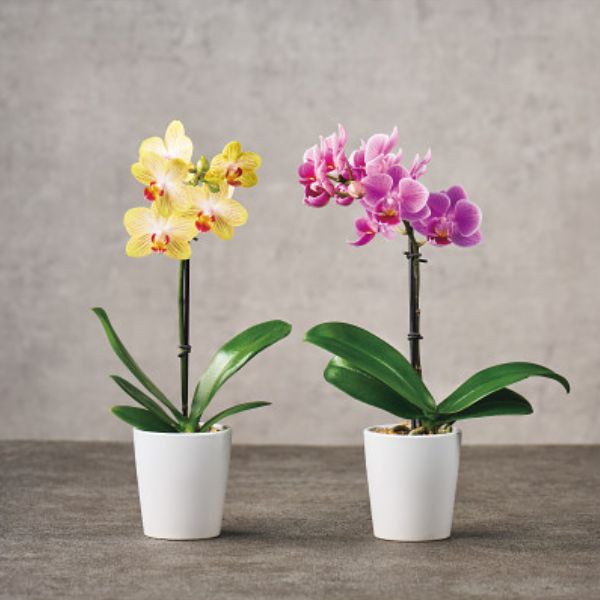 5/17まで申し込み可　【母の日専用】マイクロ胡蝶蘭（ギフトボックス入）