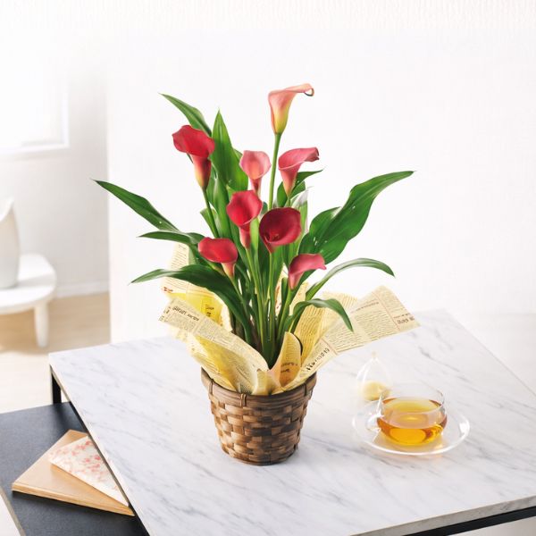 4/30まで申し込み可　【母の日専用】カラー鉢植え　チェリーソルベ