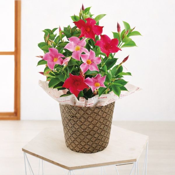 4/30まで申し込み可　【母の日専用】マンデビラ鉢植え　リップギャル２色植え