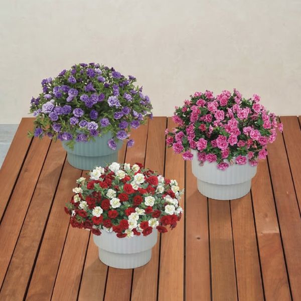 4/30まで申し込み可　【母の日専用】スーパーベル