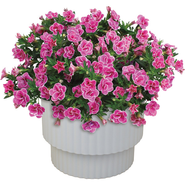 4/30まで申し込み可　【母の日専用】スーパーベル