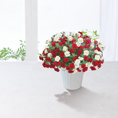 4/30まで申し込み可　【母の日専用】スーパーベル